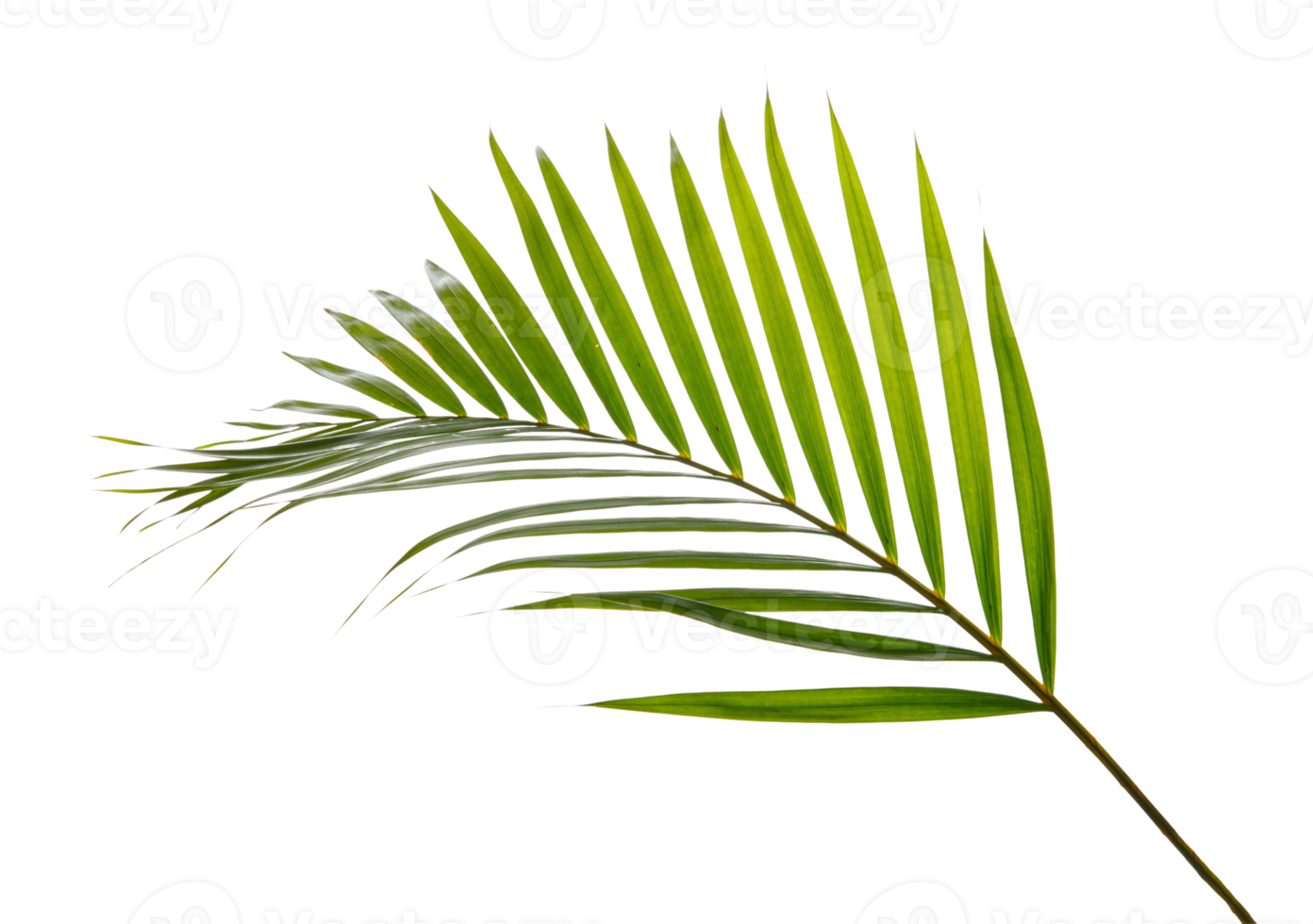 Tropical palm leaf foliage plant, PNG transparency