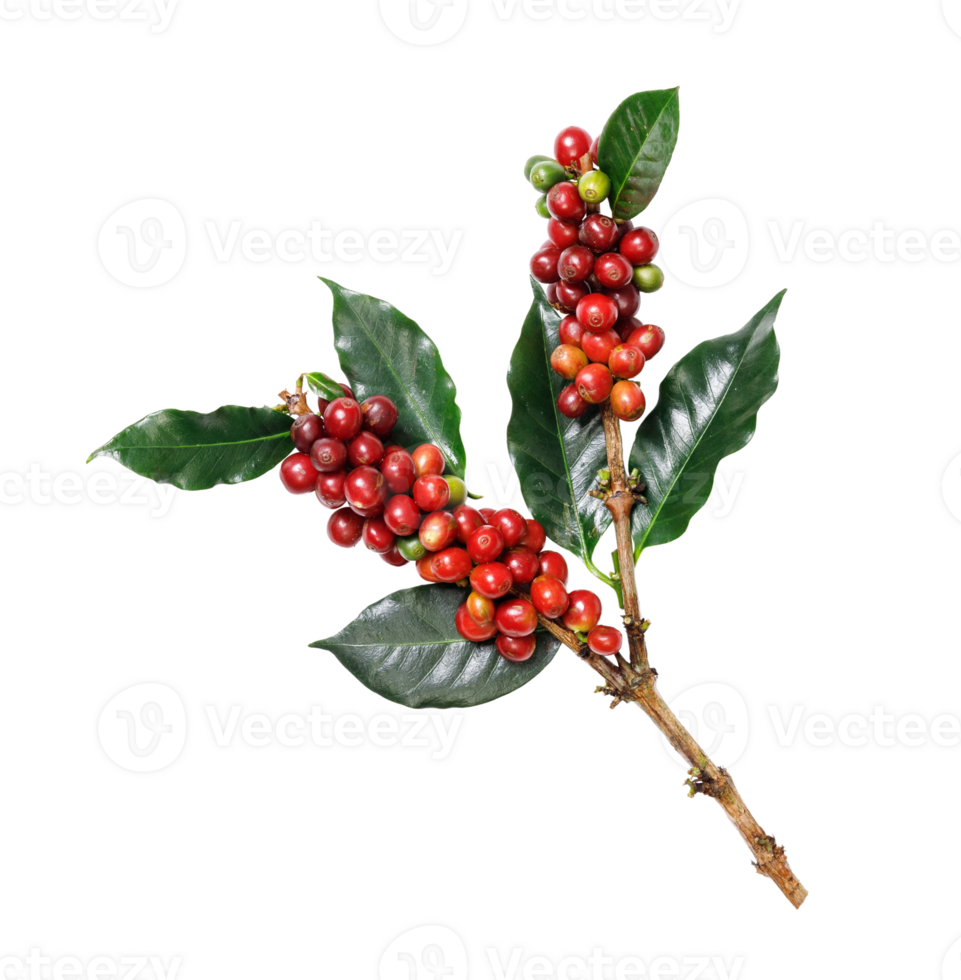 Organic coffee Beans with coffee leaves, PNG transparency