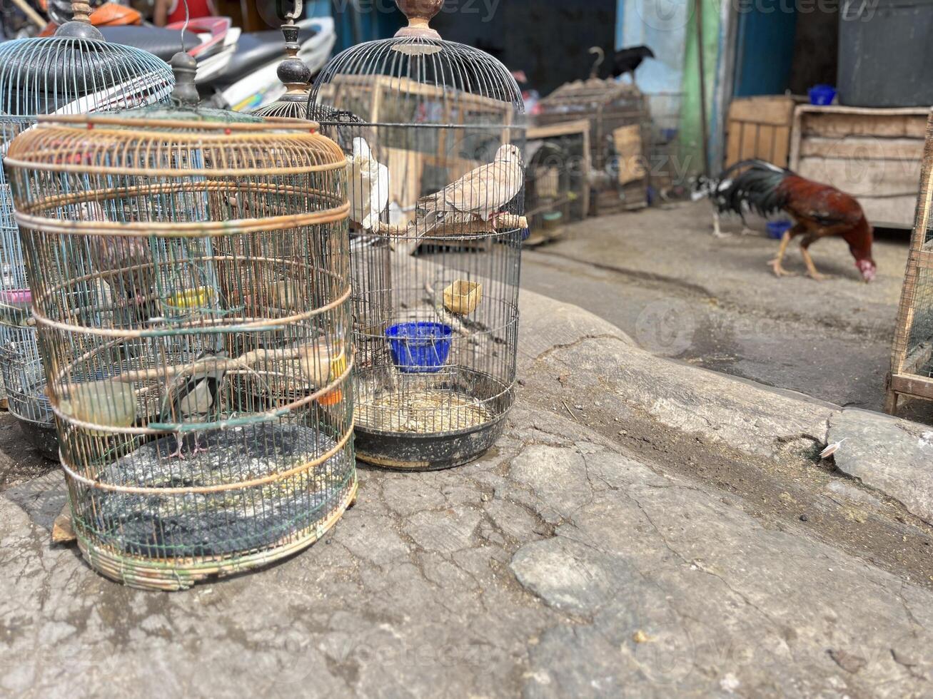 Dove Bird trading at the roadside animal market photo