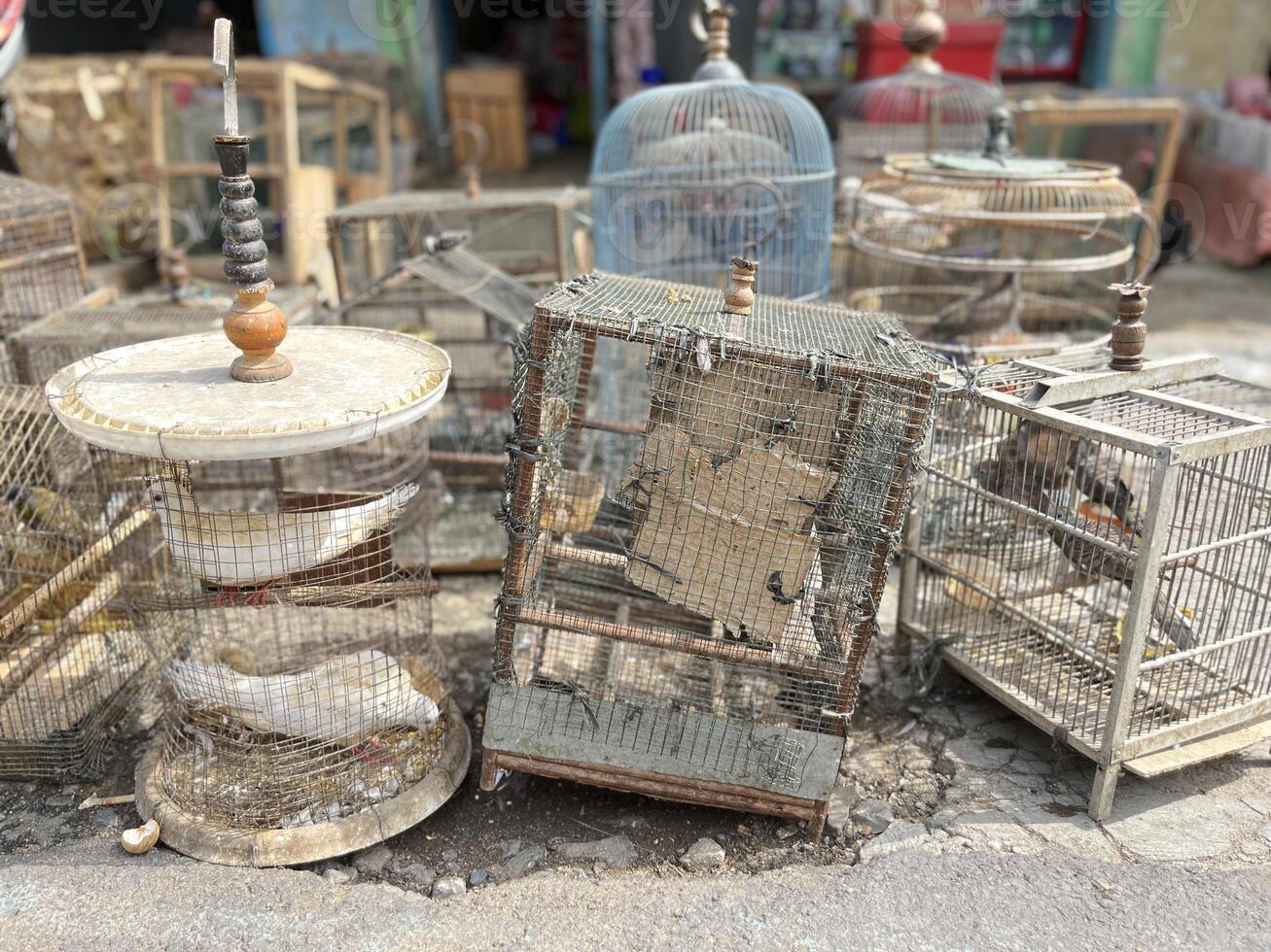 Dove Bird trading at the roadside animal market photo