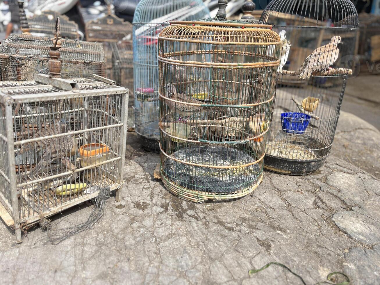 Dove Bird trading at the roadside animal market photo