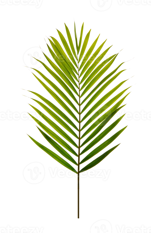 Tropical palm leaf foliage plant, PNG transparency