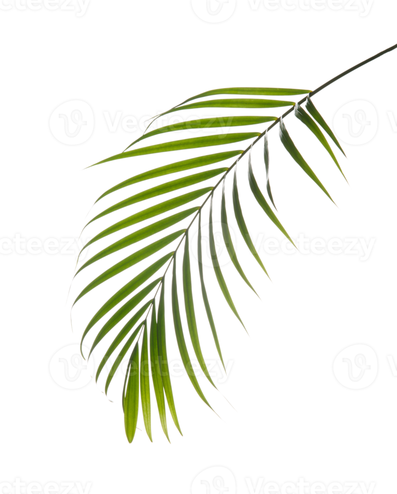 Areca palm leaf foliage plant, PNG transparency