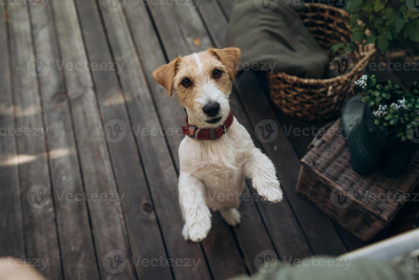 Cute dog standing on two legs and look at camera. Jack Russell Terrier in front of dark wooden background on the terrace photo