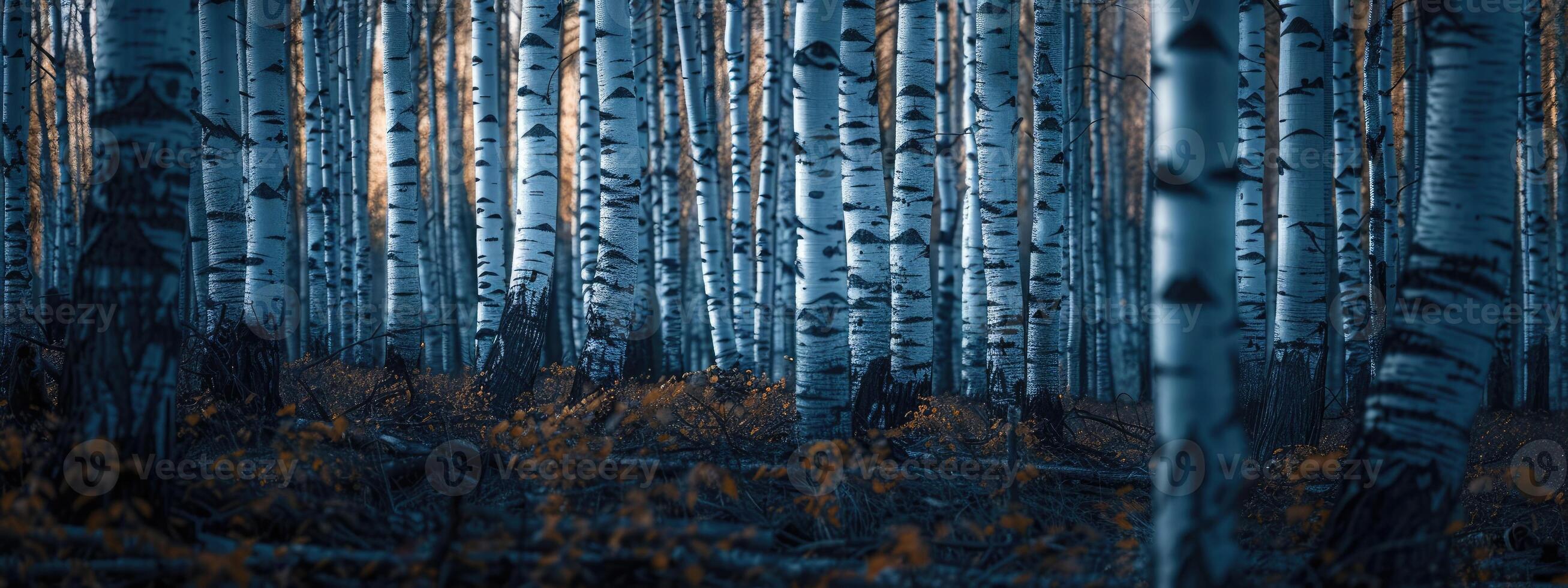 AI generated A relaxing forest of white birches photo