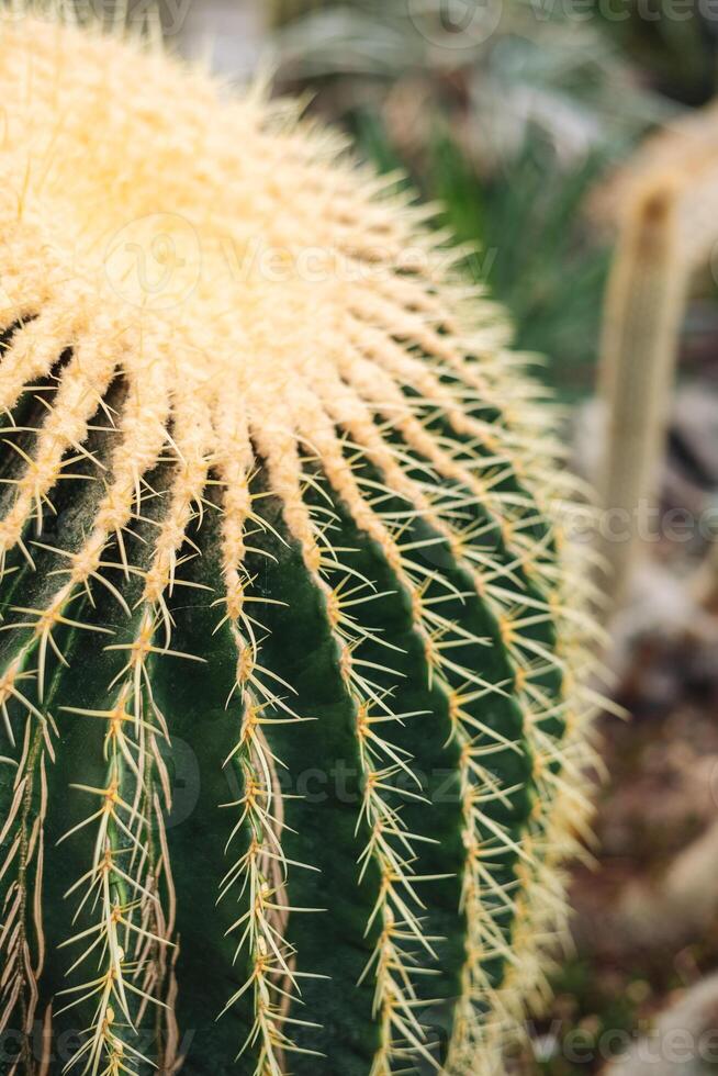 Echinocactus grusonii, the golden barrel cactus, golden ball or mother-in-law's cushion, is a well known species of cactus. close-up photo