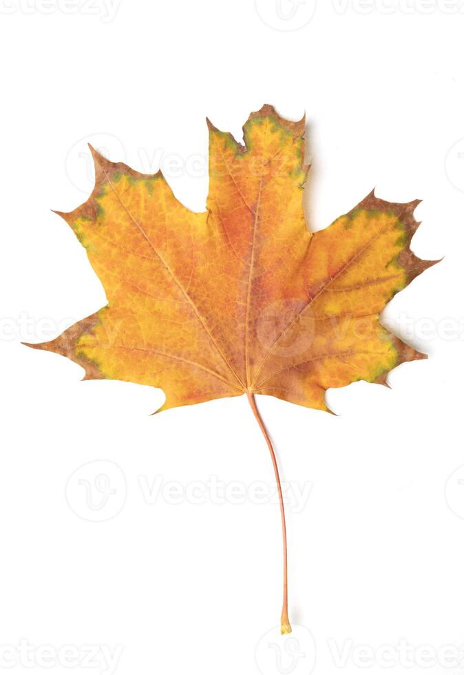 fallen bright yellow orange autumn maple leaf on a white background close-up photo