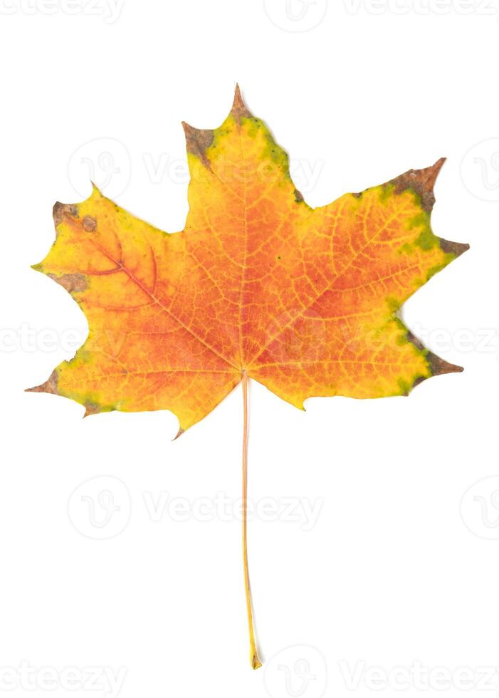 fallen bright yellow orange autumn maple leaf on a white background close-up photo