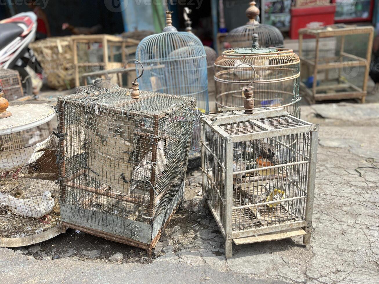 Dove Bird trading at the roadside animal market photo