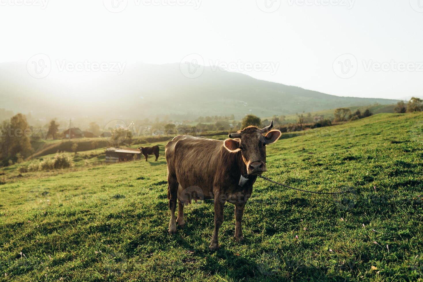 vacas pacer en un césped campo en verano a puesta de sol en el montañas. el vaca mira dentro el cámara con Dom rayos foto