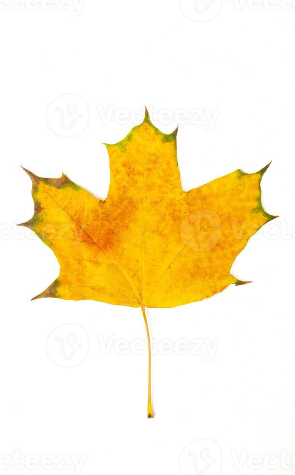fallen bright yellow orange autumn maple leaf on a white background close-up photo