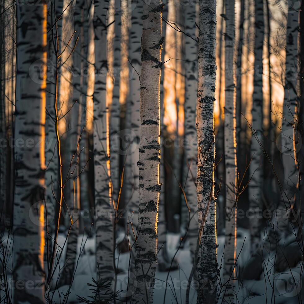 AI generated A relaxing forest of white birches photo