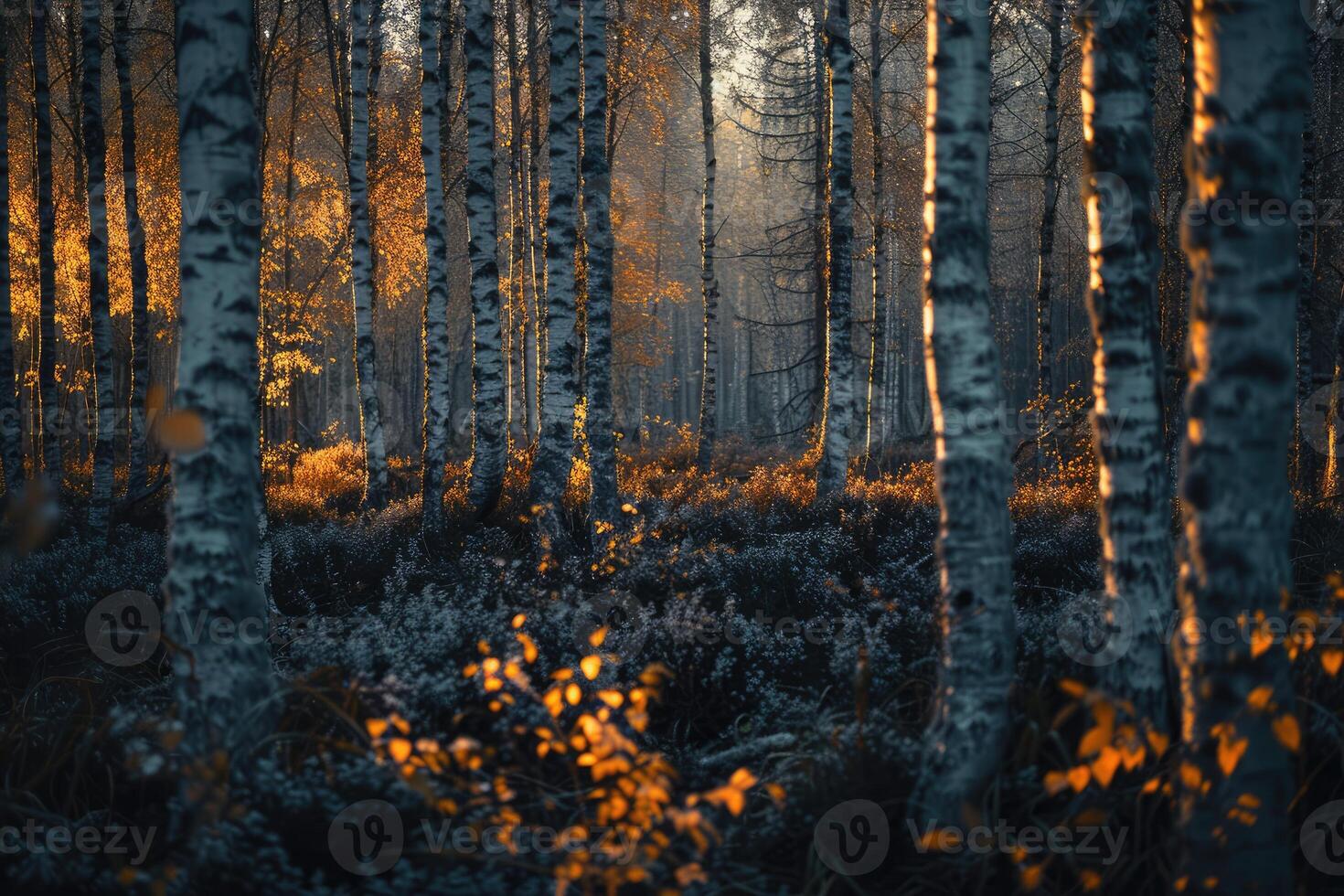 AI generated A relaxing forest of white birches photo