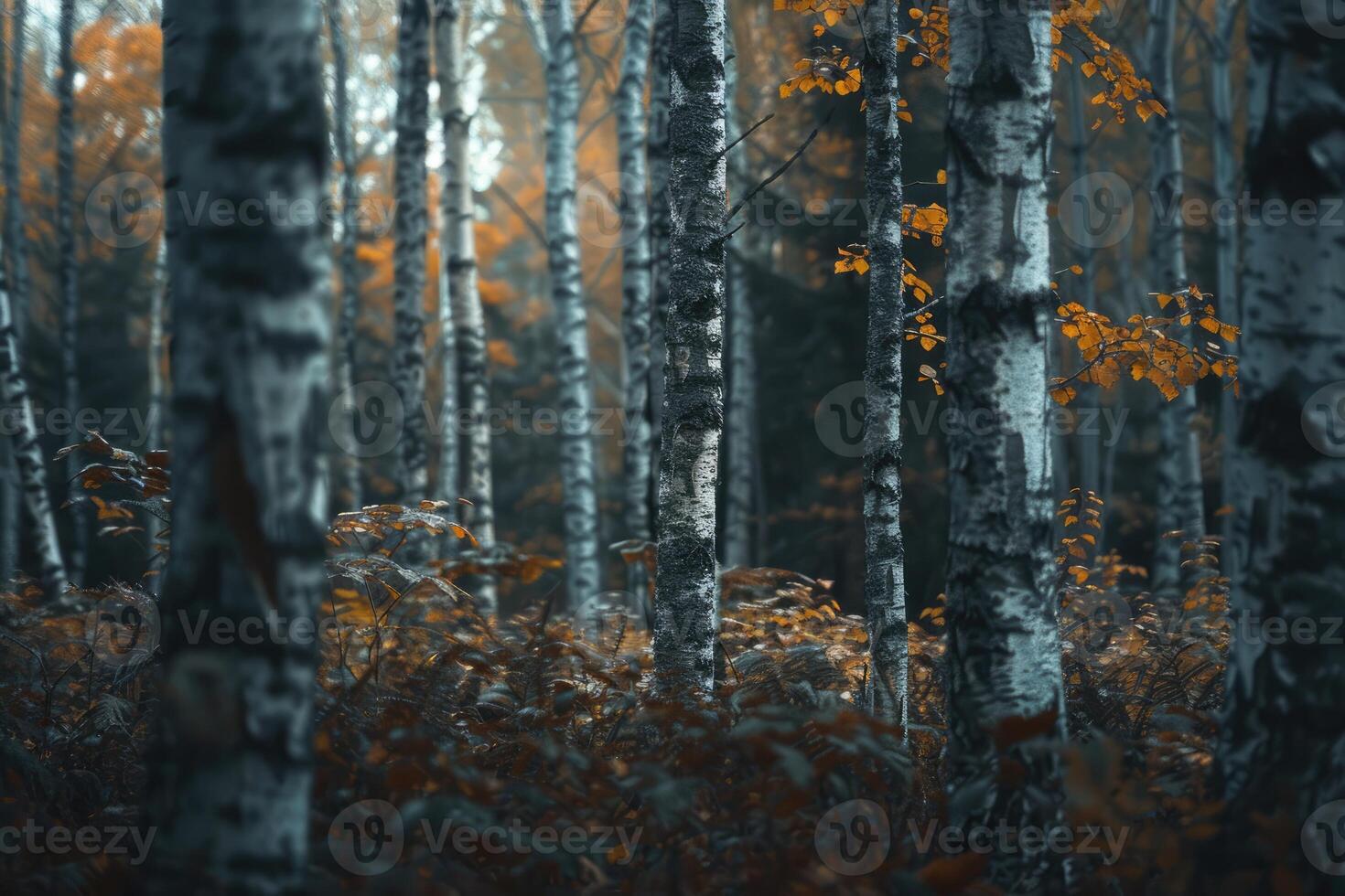 AI generated A relaxing forest of white birches photo
