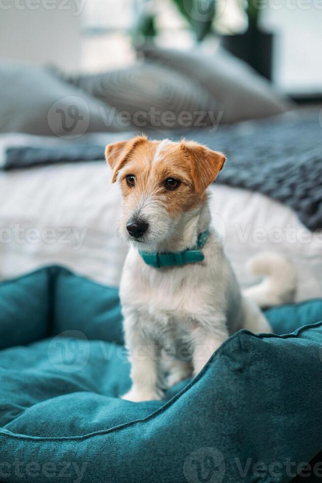 Cute Jack Russell terrier dog with sitting on a blue dog bed. A charming little dog with funny fur spots on his coat. Close-up, portrait photo