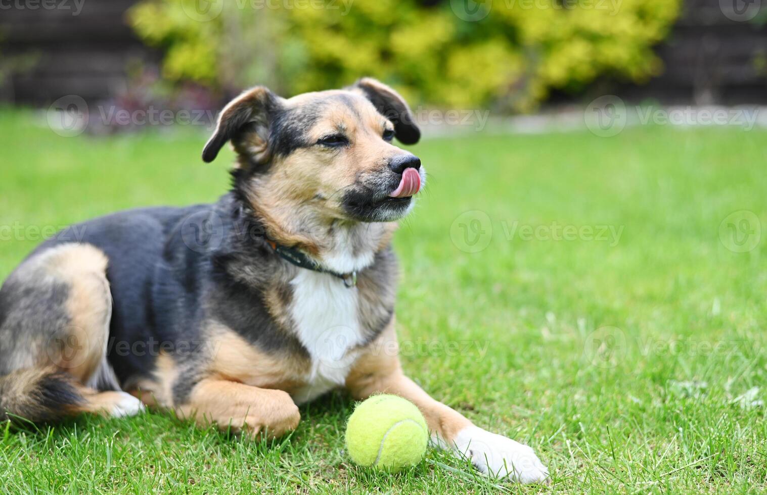 linda perro paliza sus nariz. negro y marrón perro acostado en césped con tenis pelota. pequeño perro posando Copiar espacio foto