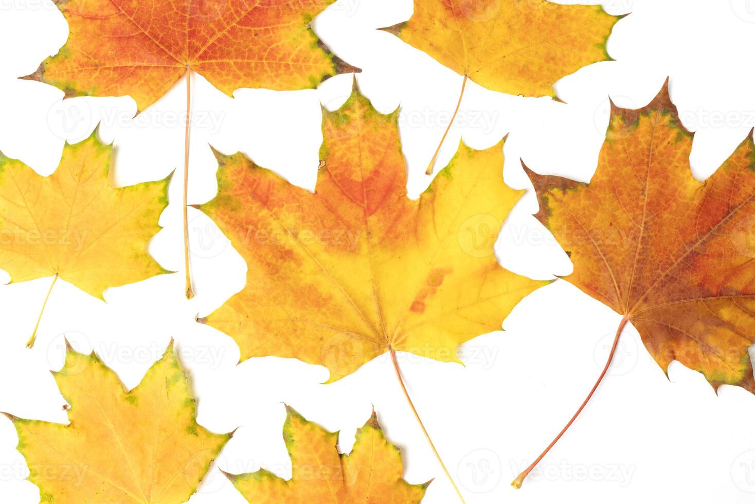 fallen bright yellow orange autumn maple leaf on a white background close-up photo