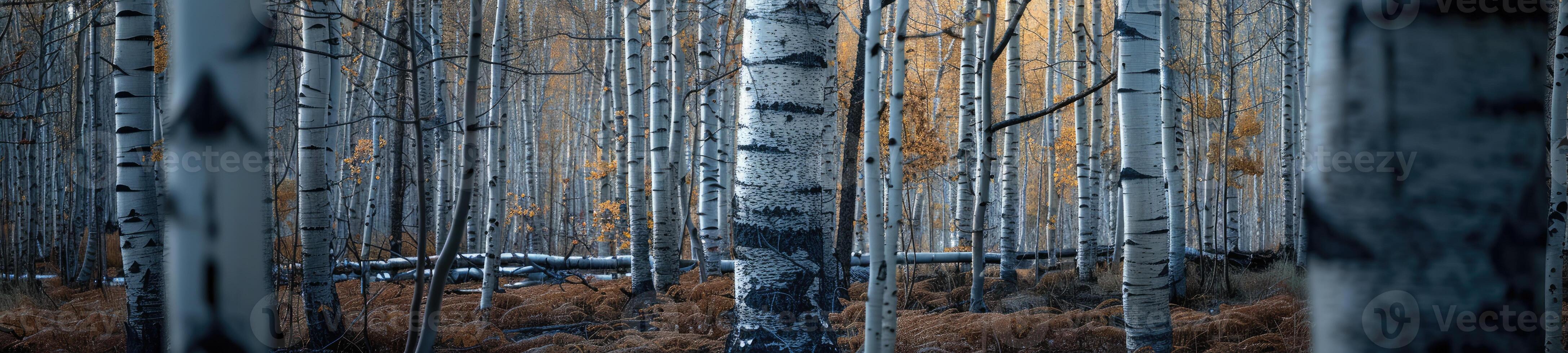 AI generated A relaxing forest of white birches photo