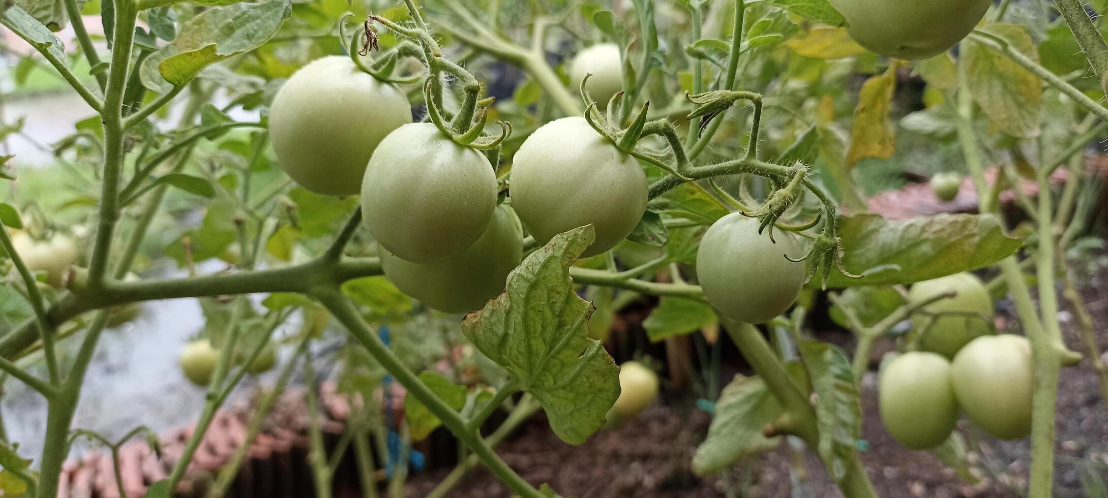 the tomatoes are still young photo