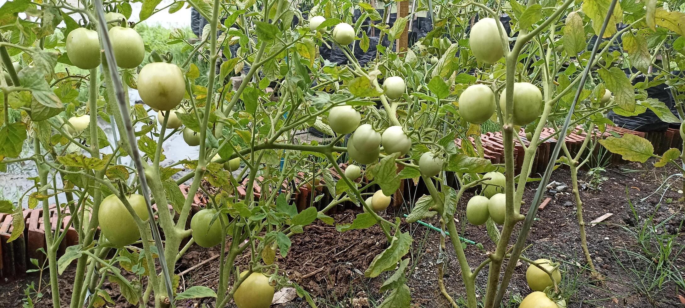 the tomatoes are still young photo