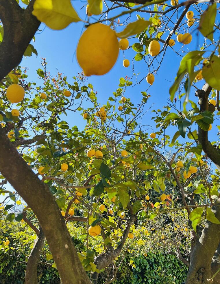 Lemon Tree Sky photo