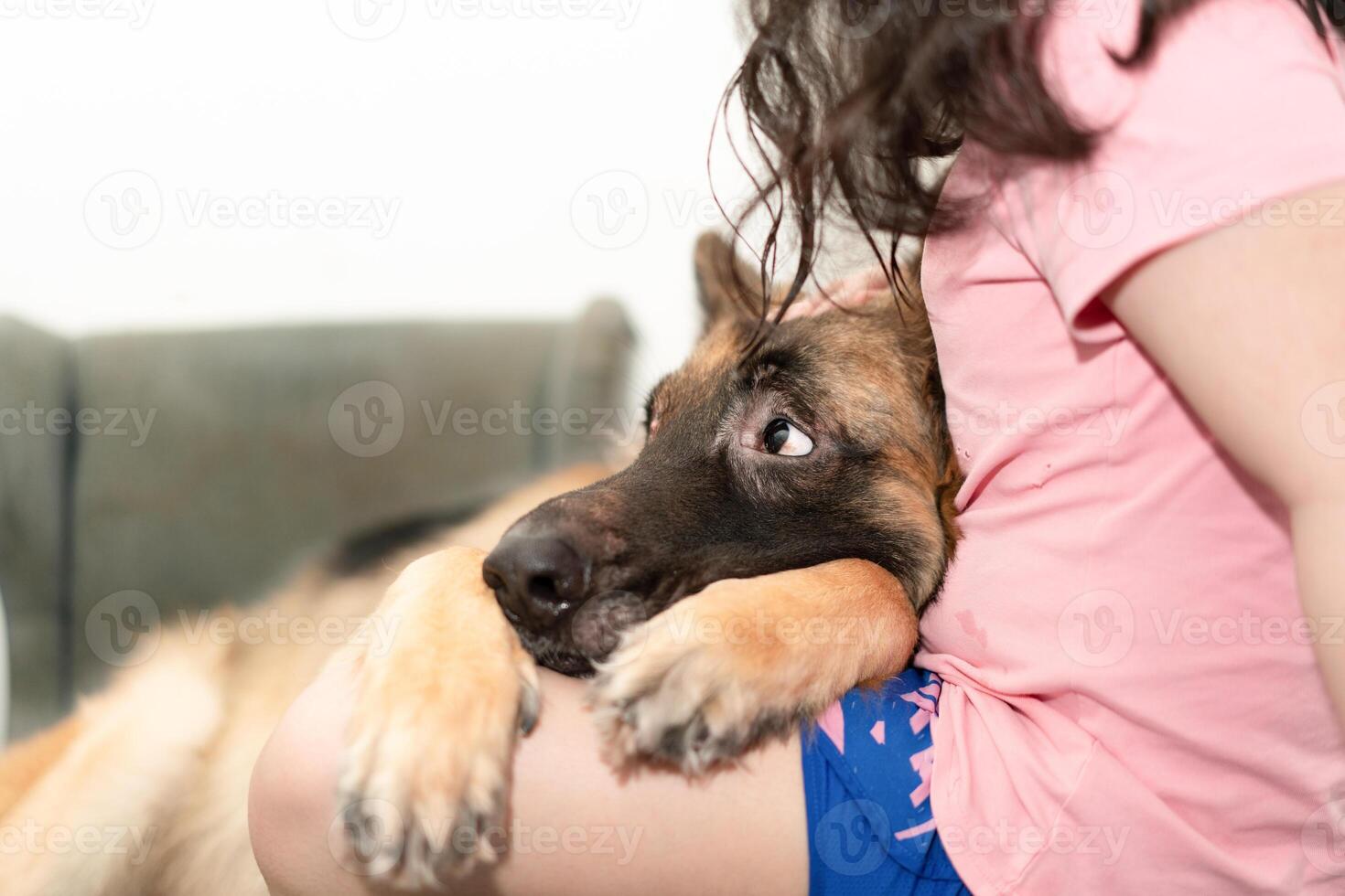 pet love dog photo