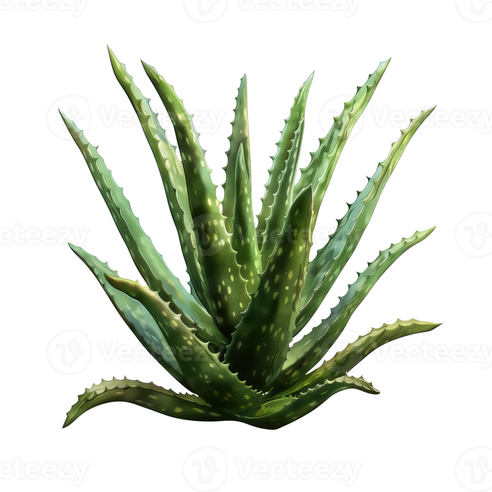 AI generated Isolated illustration of aloe vera plant png