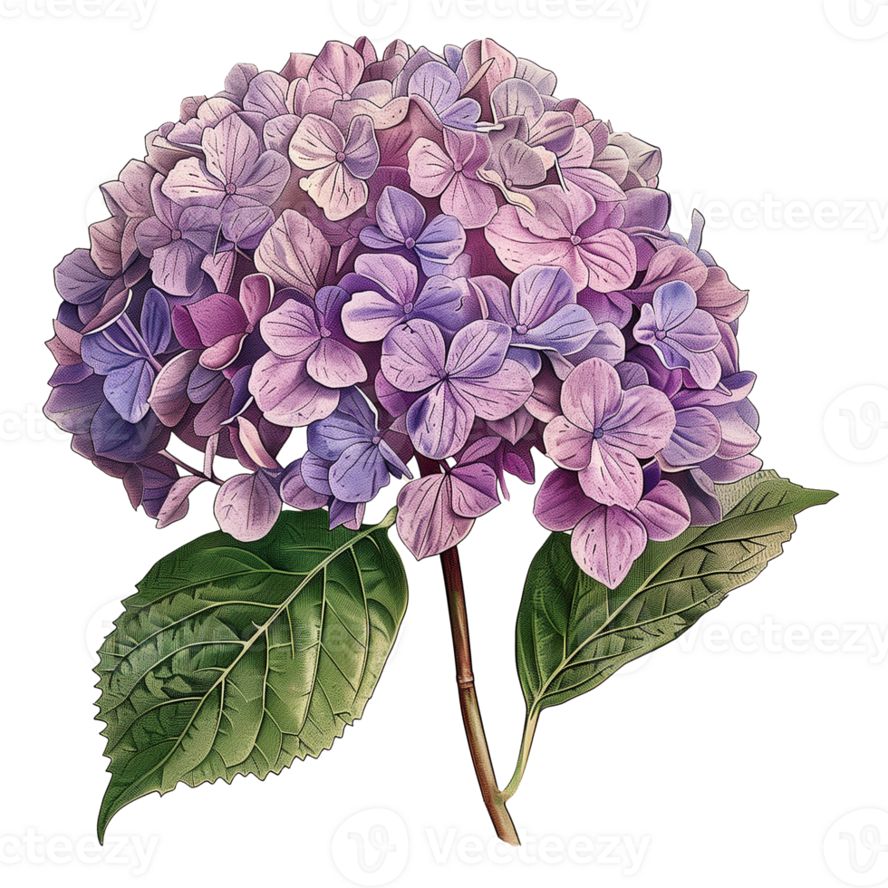 AI generated Isolated illustration of hydrangea with purple petal png