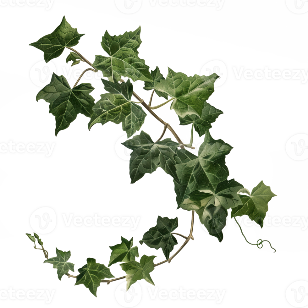 ai generiert isoliert Illustration von Englisch Efeu Pflanze Baum png