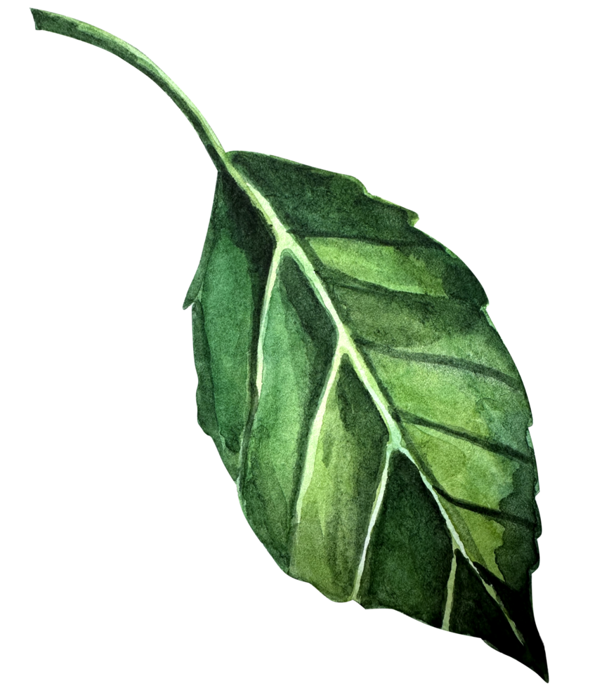 Watercolor hand drawn illustration of apple green leaf. png