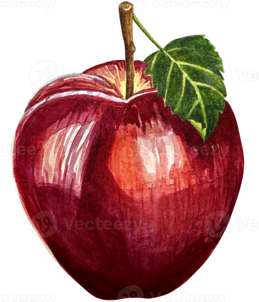 Watercolor red apple fruit whole with leaf closeup isolated on white background png