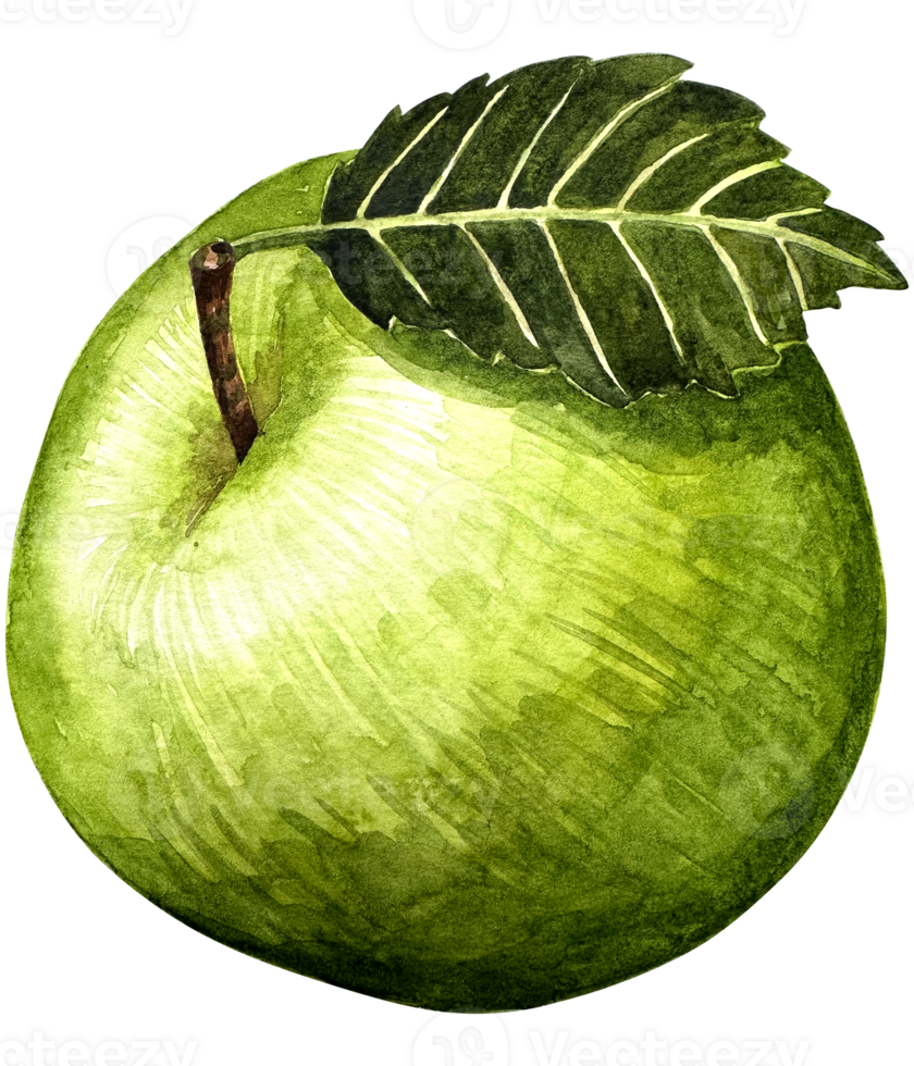 acuarela verde manzana Fruta todo con hoja de cerca aislado en blanco antecedentes png