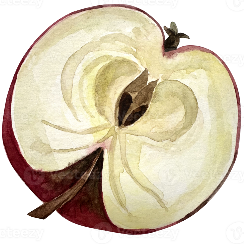 Watercolor painted slice of red apple fruit - half. Watercolor illustration. png