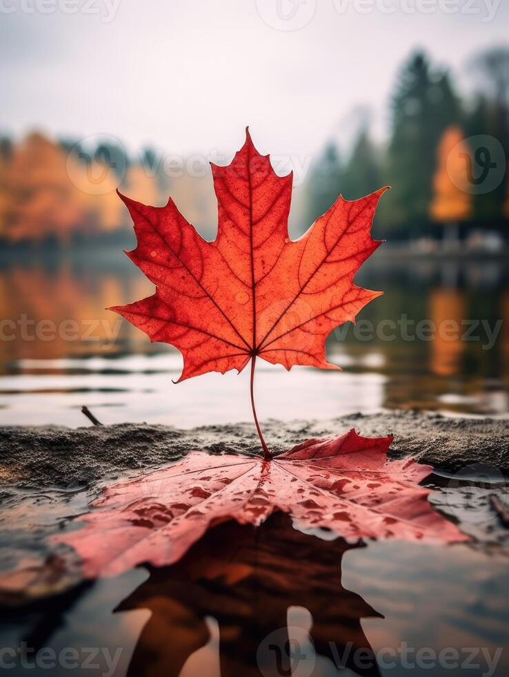 AI generated One vivid autumn colorful maple leaf in red and yellow colors. leaf color dry park close illustration forest autumn, natural season, outdoor garden leaf color dry park close photo