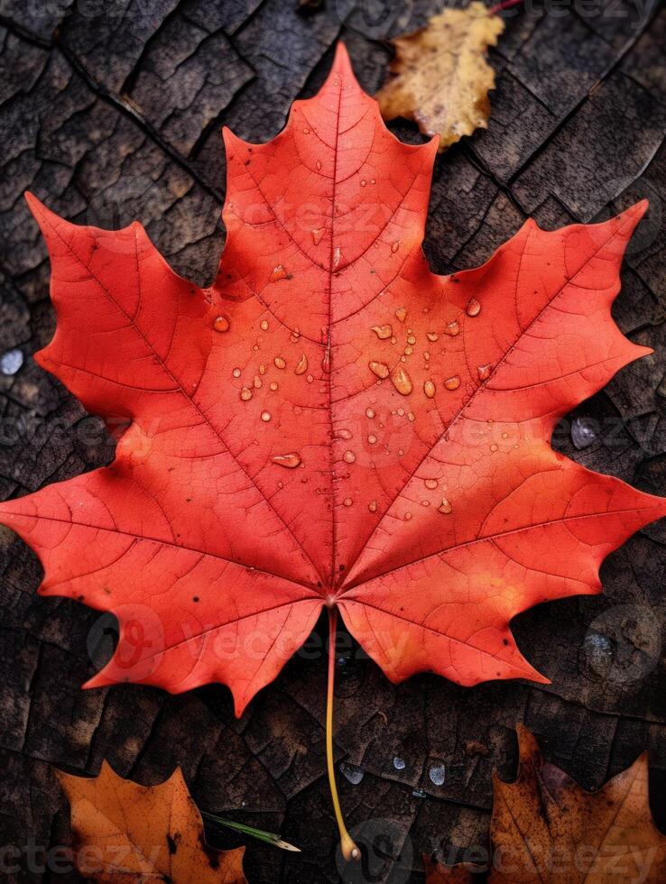AI generated One vivid autumn colorful maple leaf in red and yellow colors. leaf color dry park close illustration forest autumn, natural season, outdoor garden leaf color dry park close photo