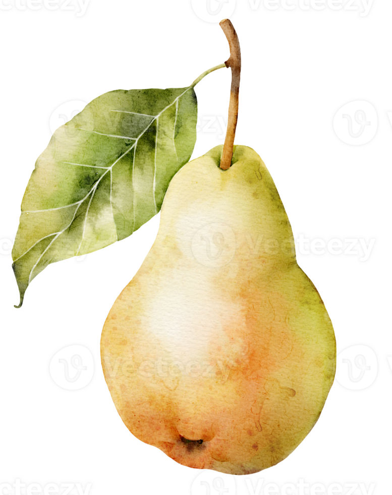 pear fruit, watercolor illustration png