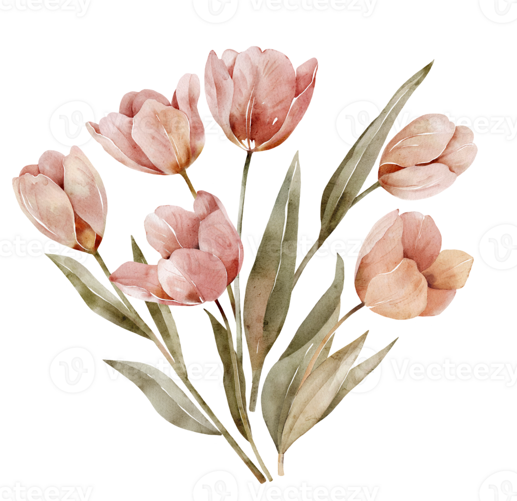 Watercolor bouquet of pink tulips isolated on white background. png