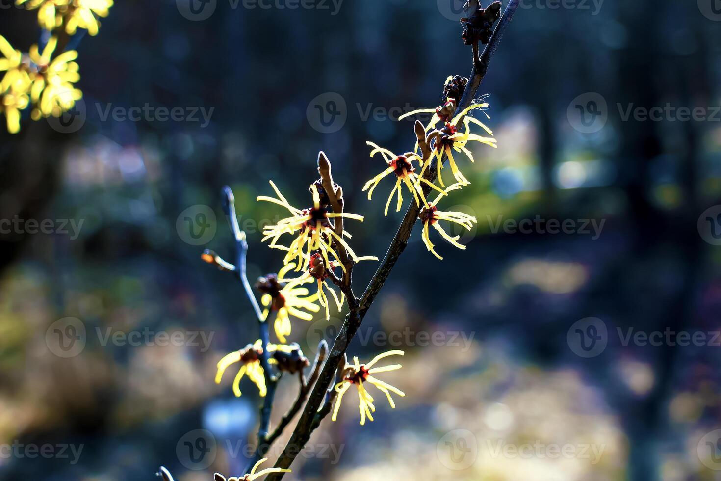 Hamamelis virginiana with yellow flowers that bloom in early spring. photo