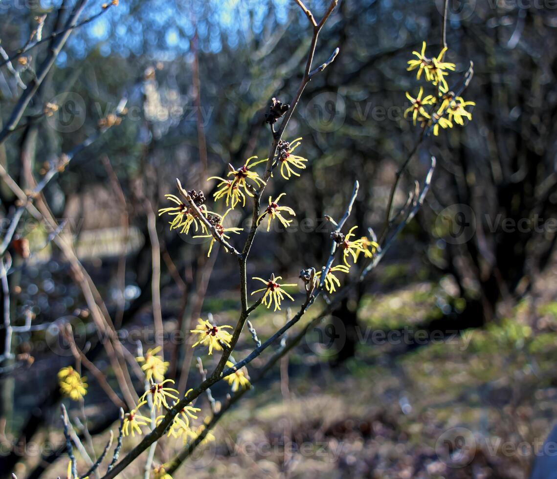 Hamamelis virginiana with yellow flowers that bloom in early spring. photo