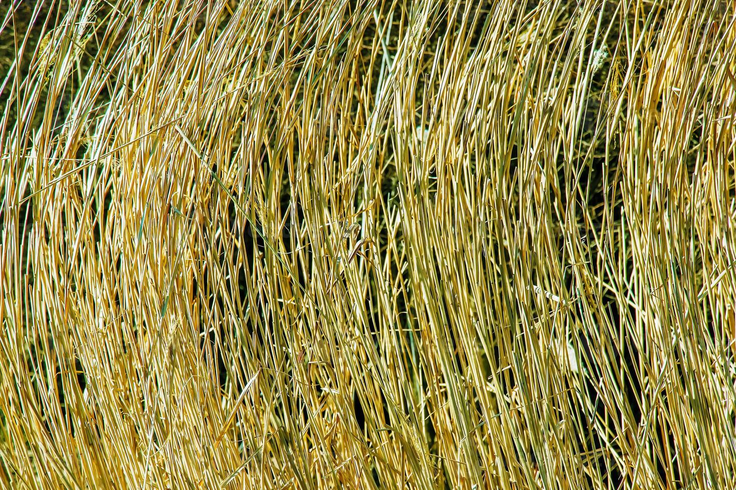 Dry grass background. Dry panicles of Miscanthus sinensis sway in the wind in early spring photo