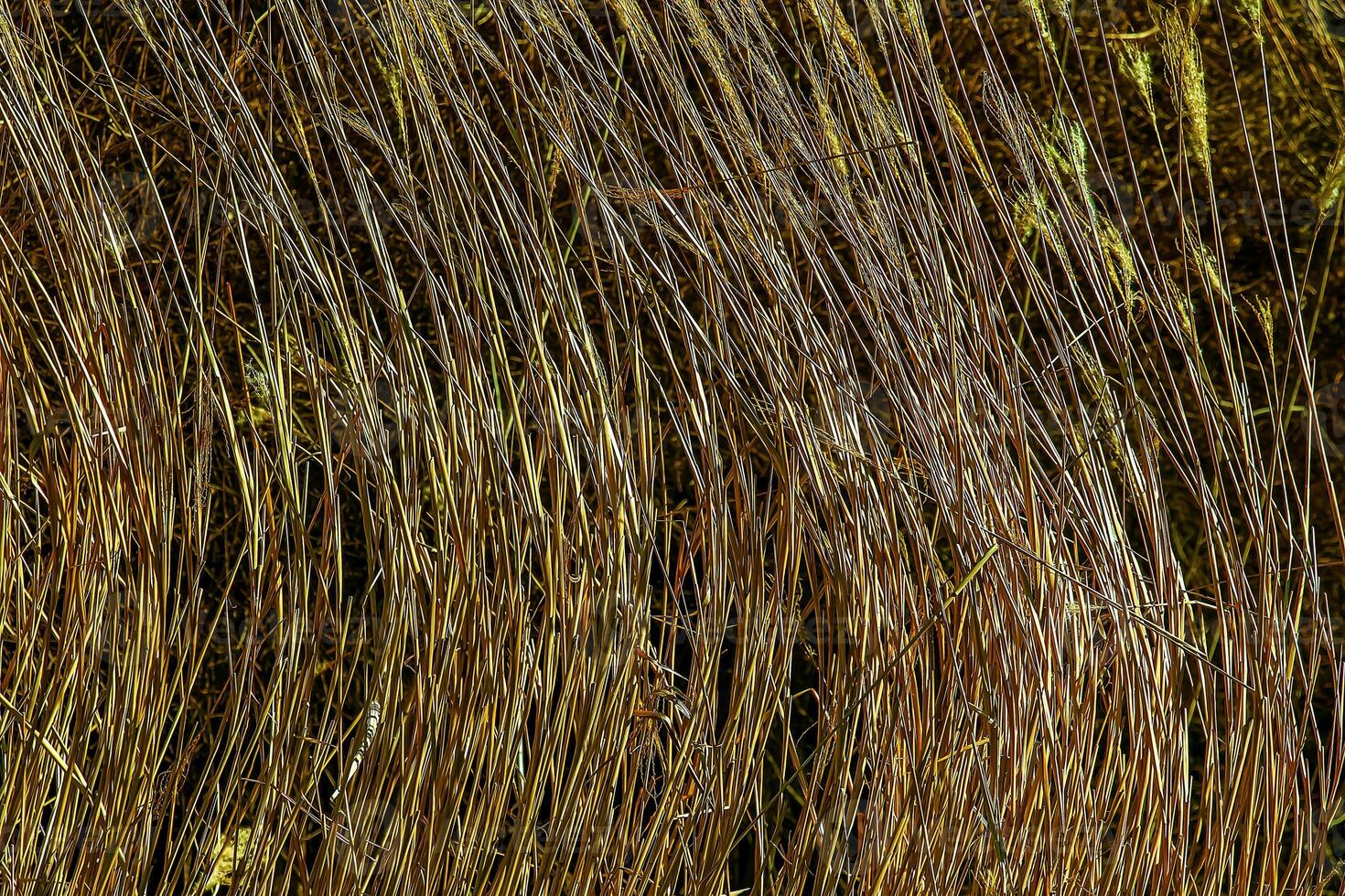 Dry grass background. Dry panicles of Miscanthus sinensis sway in the wind in early spring photo