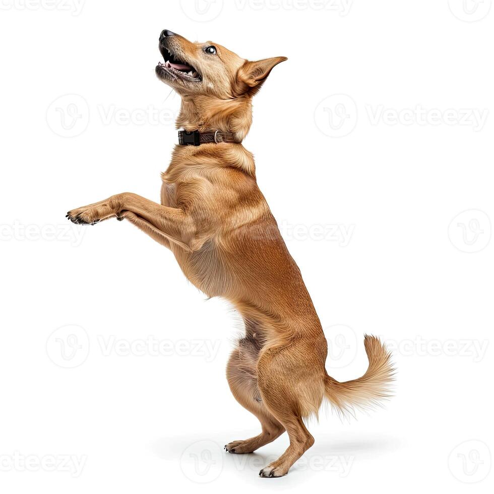 AI generated a playful dog standing on its hind legs on white background photo