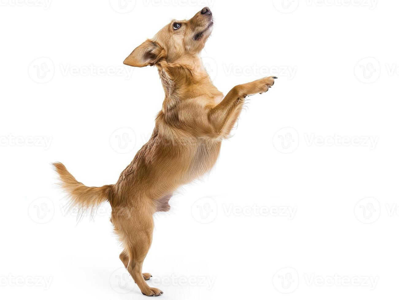 AI generated a playful dog standing on its hind legs on white background photo