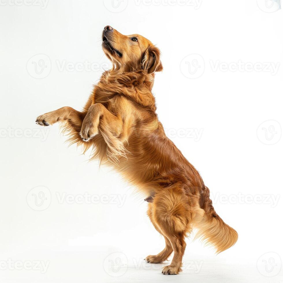 AI generated a playful dog standing on its hind legs on white background photo
