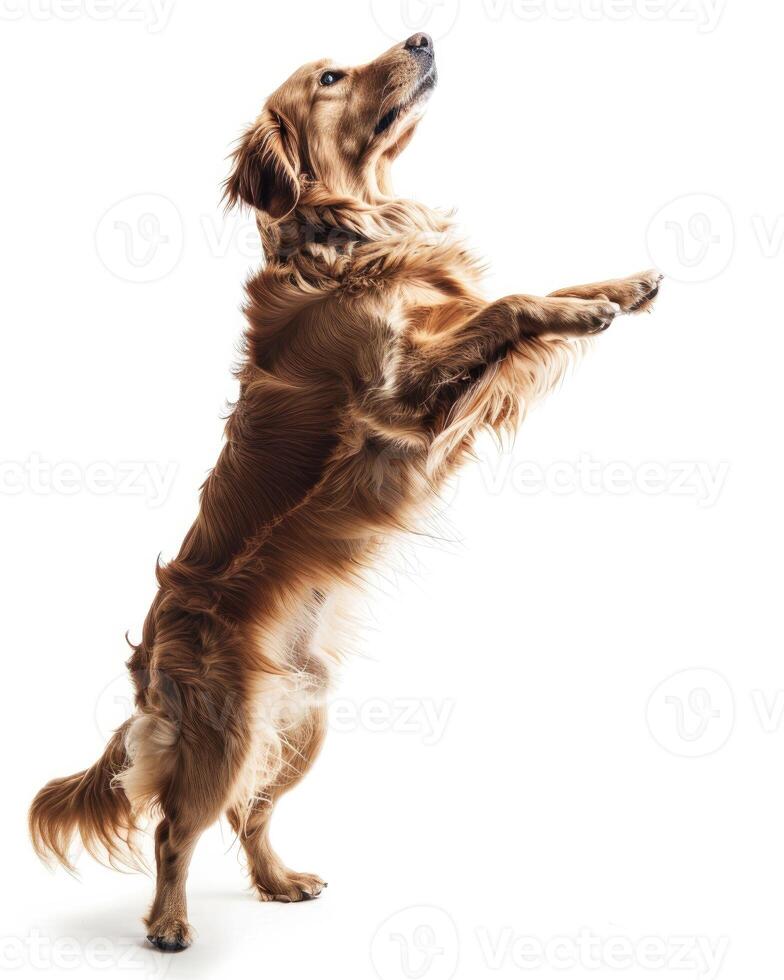 AI generated a playful dog standing on its hind legs on white background photo