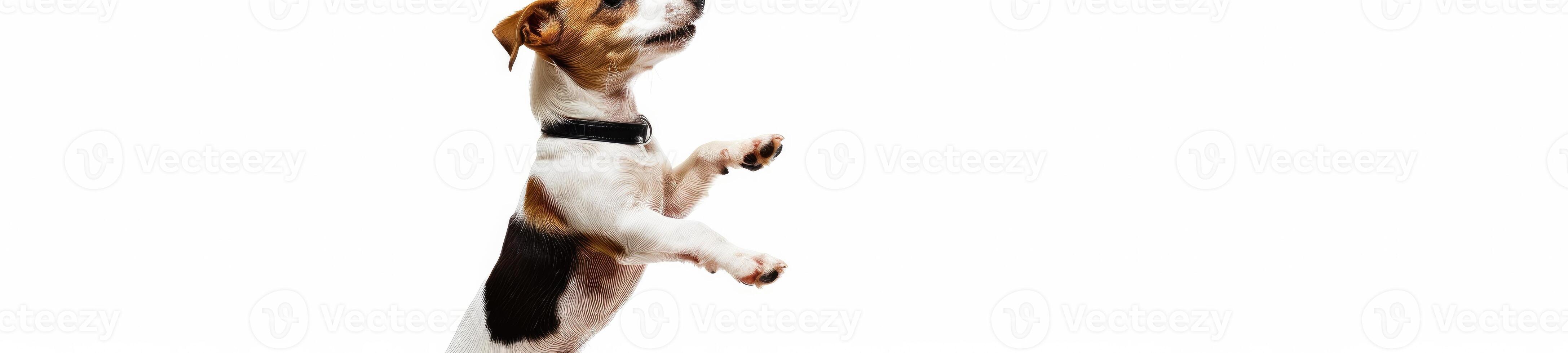 AI generated a playful dog standing on its hind legs on white background photo