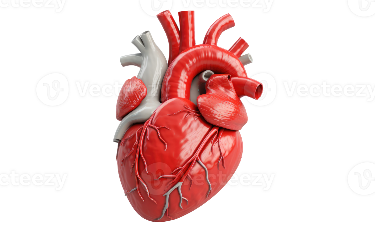 cœur anatomie sur transparent Contexte png