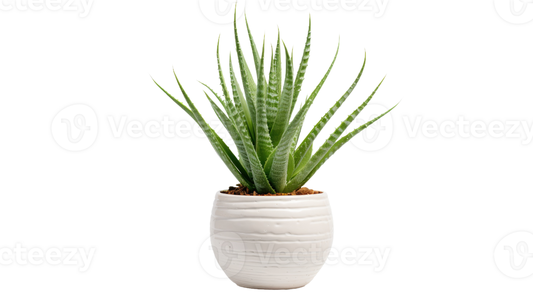 Aloe Vera On Transparent Background png