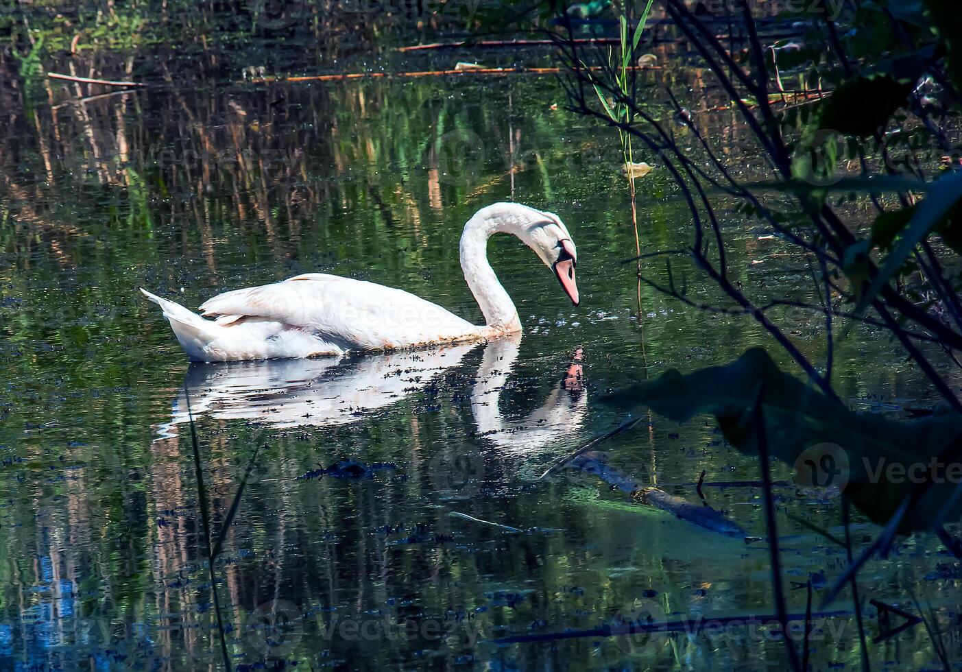 White swan on the river. Reflections on the surface of the water. photo