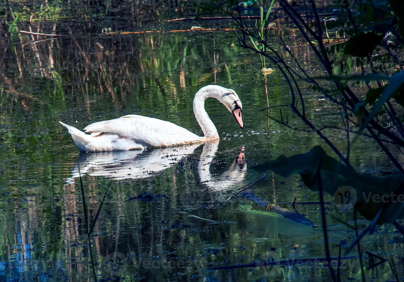 White swan on the river. Reflections on the surface of the water. photo